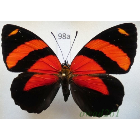 Callicore cynosura (Doubleday & Hewitson, 1847 Peru98a